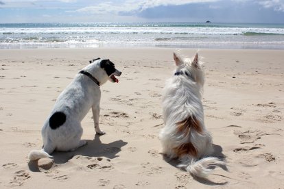 Dos perros disfrutan de un día de playa descansando en la arena