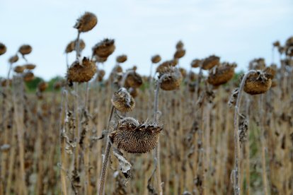 La sequía está causando estragos sobre el girasol, un cultivo alternativo con gran presencia en tierras burgalesas