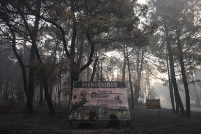 Terreno quemado por el incendio forestal a las afueras de Casavieja, en Ávila