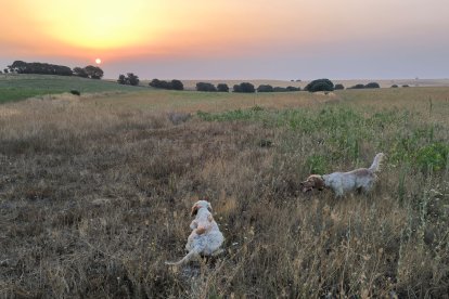 Dos perros muestran al patrón una codorniz en campos de León.
