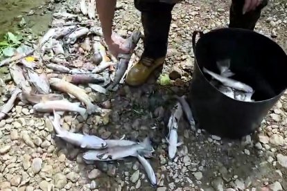 Aparecen truchas y cangrejos muertos en el río Ucero