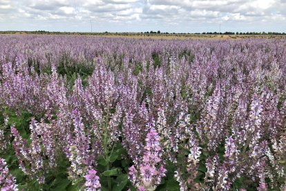 Plantación de salvia en una explotación agrícola de la provincia de Palencia.