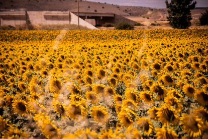 Finca de girasol en la provincia de Soria, una de las más tardías.