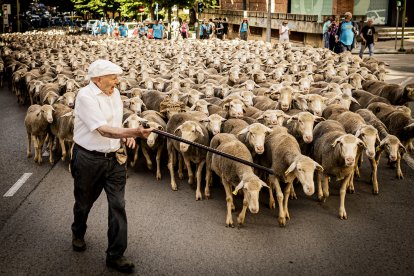 Los últimos trashumantes de Tierras Altas, en junio en Soria tras regresar de Extremadura.