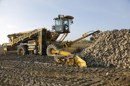 Una máquina arrancadora de remolacha recoge la raíz en una explotación agraria.