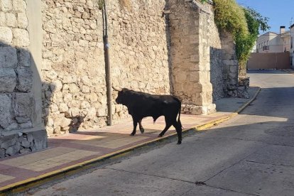 Encierro campero de Íscar