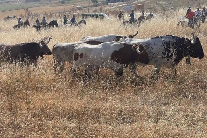 Encierro campero de Íscar