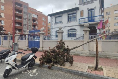 Árbol roto en frente de la comisaría de la carretera de Rueda.
