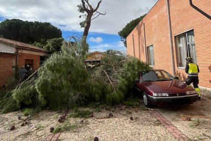 Caída de un árbol sobre vivienda en El Carpio