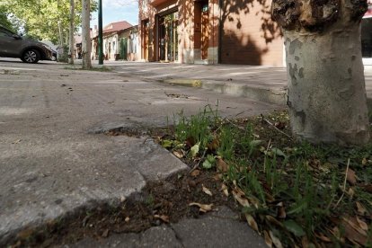 Detalle de la acción de las raíces en el pavimento.