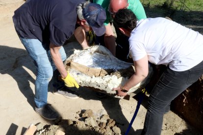 Restos de los dos colmillos de un mastodonte de la época terciaria