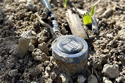 Sonda para la detección de humedad en un cultivo de maíz
