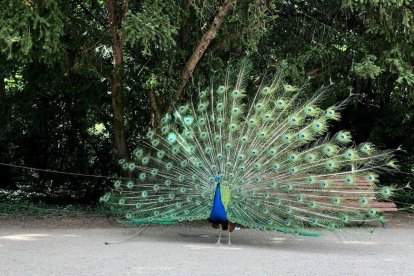 Un pavo real en Campo Grande en una imagen de archivo