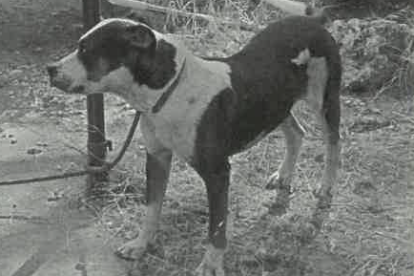 El perro de Traspinedo que atacó a dos vecinos en una imagen en blanco y negro incluida en el atestado de la Guardia Civil.