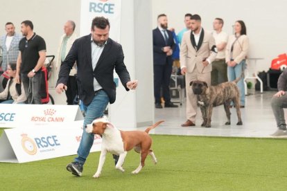 Exposición Canina Internacional de Valladolid