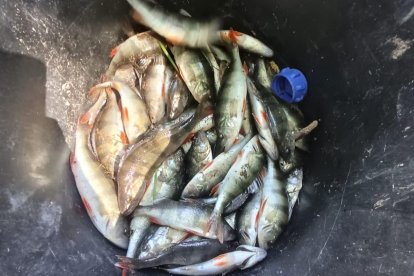 Diferentes imágenes de percas capturadas este fin de semana con pesca eléctrica.
