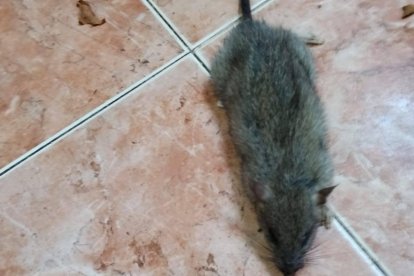 Plaga de ratas en Medina de Rioseco