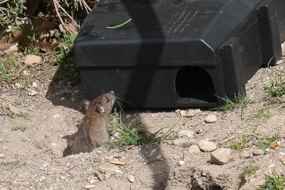 Plaga de ratas en el Esgueva. J.M. LOSTAUJ.M. L