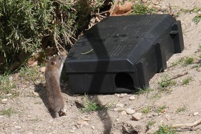 Plaga de ratas en el Esgueva. J.M. LOSTAU