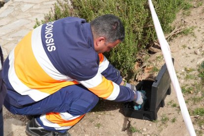 Técnicos de zoonosis colocan los cebos para las ratas. J.M. LOSTAU