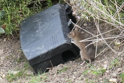 Plaga de ratas en el Esgueva. J.M. LOSTAU