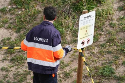 Técnicos de zoonosis colocan los cebos para las ratas. J.M. LOSTAU