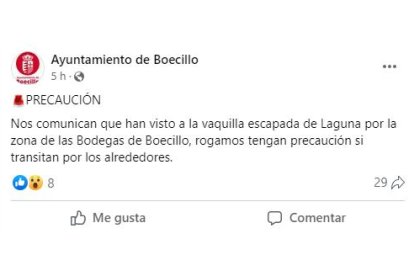 Avistan vaquilla que escapó en Laguna de Duero en Boecillo. FACEBOOK