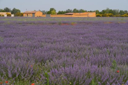 Campos de lavanda y centro de interpretación en la localidad vallisoletana de Tiedra. M. LOSTAU