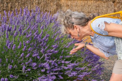 Campos de lavanda y centro de interpretación en la localidad vallisoletana de Tiedra. M. LOSTAU