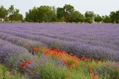 Campos de lavanda y centro de interpretación en la localidad vallisoletana de Tiedra. M. LOSTAU