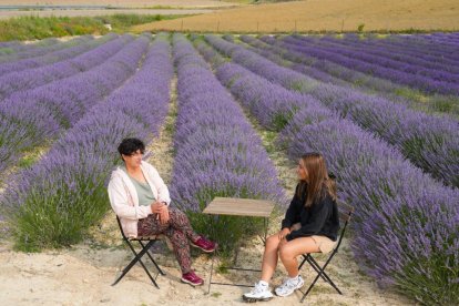 JUAN MIGUEL LOSTAU. 27/06/2023. VALLADOLID. Campos de lavanda y centro de interpretación en la localidad vallisoletana de Tiedra. M. LOSTAU