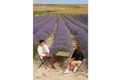 Campos de lavanda y centro de interpretación en la localidad vallisoletana de Tiedra. M. LOSTAU