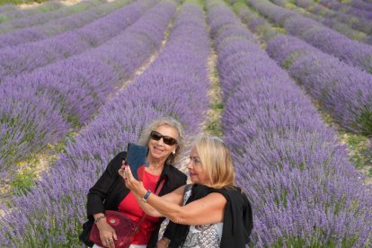 Campos de lavanda y centro de interpretación en la localidad vallisoletana de Tiedra. M. LOSTAU
