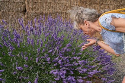 Campos de lavanda y centro de interpretación en la localidad vallisoletana de Tiedra. M. LOSTAU