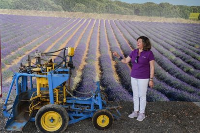 Campos de lavanda y centro de interpretación en la localidad vallisoletana de Tiedra. M. LOSTAU