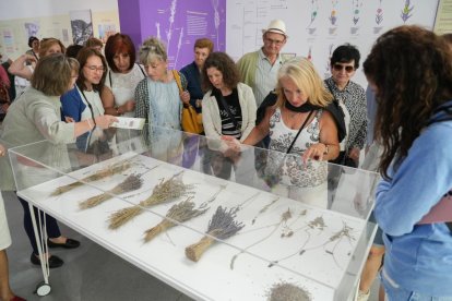 Campos de lavanda y centro de interpretación en la localidad vallisoletana de Tiedra. M. LOSTAU