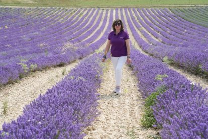 Campos de lavanda y centro de interpretación en la localidad vallisoletana de Tiedra. M. LOSTAU