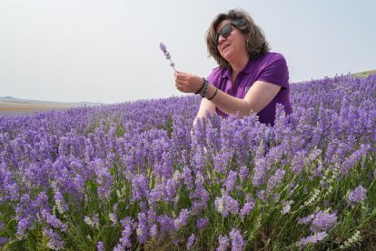 Campos de lavanda y centro de interpretación en la localidad vallisoletana de Tiedra. M. LOSTAU