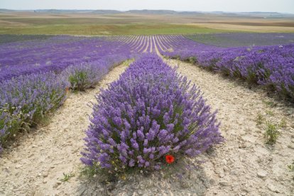 Campos de lavanda y centro de interpretación en la localidad vallisoletana de Tiedra. M. LOSTAU