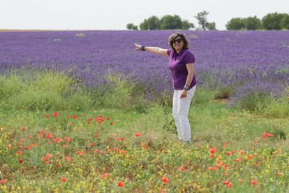 Campos de lavanda y centro de interpretación en la localidad vallisoletana de Tiedra. M. LOSTAU