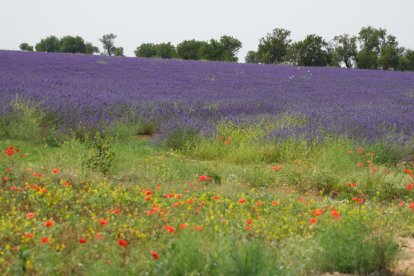 Campos de lavanda y centro de interpretación en la localidad vallisoletana de Tiedra. M. LOSTAU