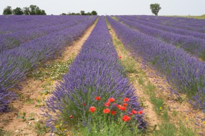 Campos de lavanda y centro de interpretación en la localidad vallisoletana de Tiedra. M. LOSTAU
