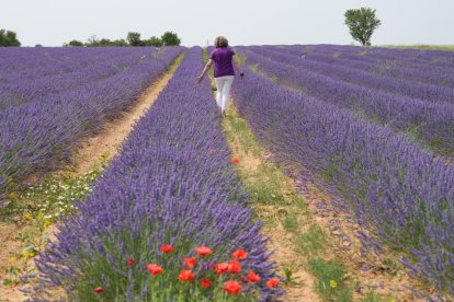 Campos de lavanda y centro de interpretación en la localidad vallisoletana de Tiedra. M. LOSTAU