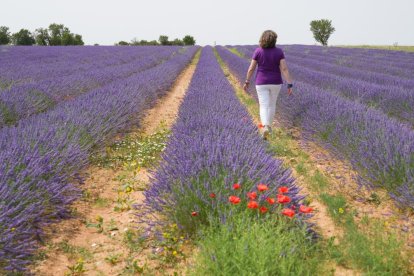 Campos de lavanda y centro de interpretación en la localidad vallisoletana de Tiedra. M. LOSTAU