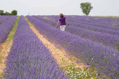 Campos de lavanda y centro de interpretación en la localidad vallisoletana de Tiedra. M. LOSTAU