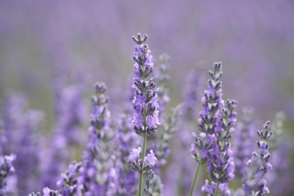 Campos de lavanda y centro de interpretación en la localidad vallisoletana de Tiedra. M. LOSTAU