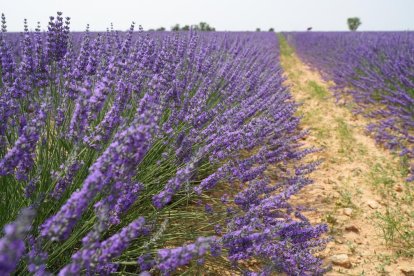 Campos de lavanda y centro de interpretación en la localidad vallisoletana de Tiedra. M. LOSTAU