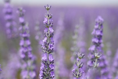 Campos de lavanda y centro de interpretación en la localidad vallisoletana de Tiedra. M. LOSTAU