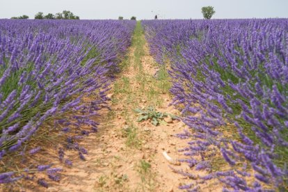 Campos de lavanda y centro de interpretación en la localidad vallisoletana de Tiedra. M. LOSTAU