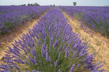 Campos de lavanda y centro de interpretación en la localidad vallisoletana de Tiedra. M. LOSTAU
